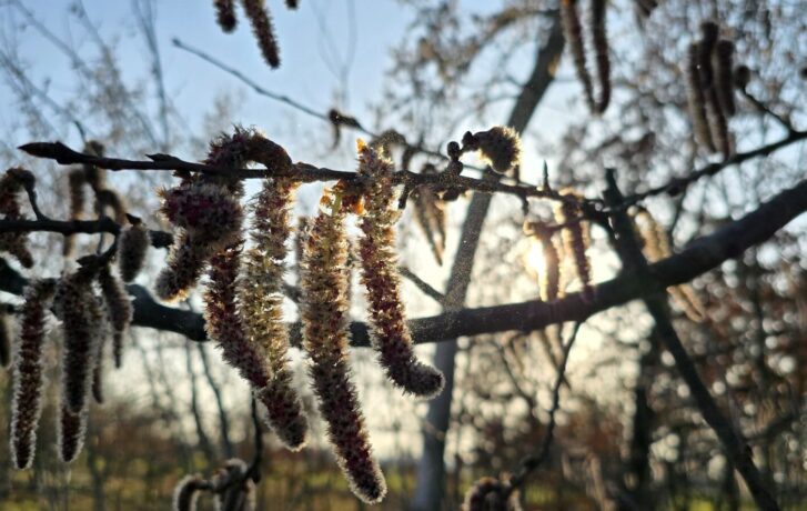 Poletující pyl jehněd topolu osiky v protisvětle.