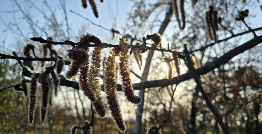 Poletující pyl jehněd topolu osiky v protisvětle.